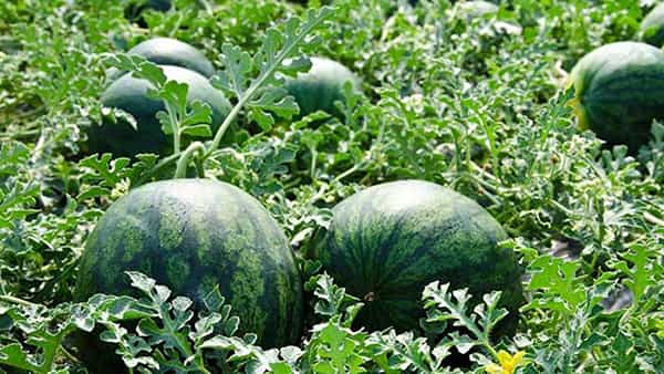 Watermelon Farming: పుచ్చ సాగుతో వేసవిలో కాసుల పంట.. దిగుబడి పెరగాలంటే ఈ పద్దతులు పాటించండి