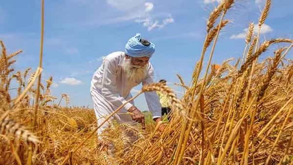 Wheat Price: పెరుగుతున్న ధరలు.. గోధుమ ధరలకు రష్యాకు ఉన్న సంబంధం ఏమిటి..?