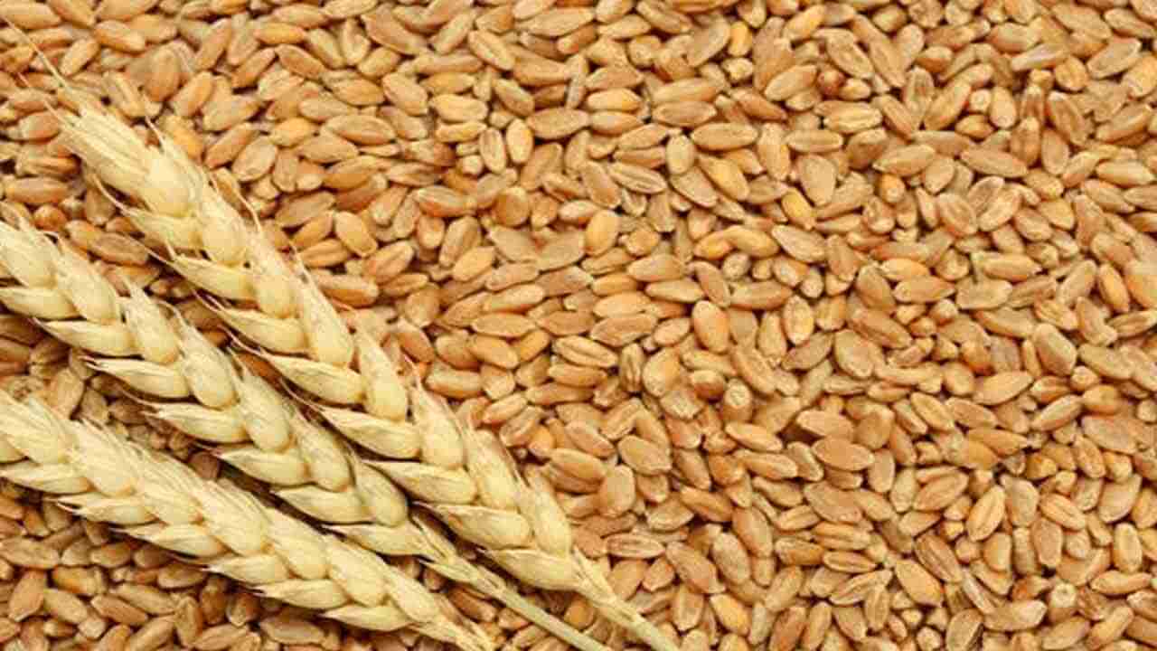 Wheat: రష్యా, ఉక్రెయిన్ యుద్ధంతో గోధుమల ధర పెరగనుందా.. ?