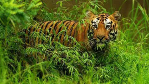 World Wildlife Day 2022: మనదేశంలో అందమైన ప్రకృతి, వన్యప్రాణులకు నెలవు ఈ 5 ప్రదేశాలు..