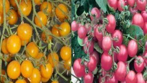 Pink & Yellow Tomatoes: త్వరలో మార్కెట్ లోకి పింక్, పసుపు టొమాటోలు.. మరింత టేస్టీగా మారనున్న కూరలు