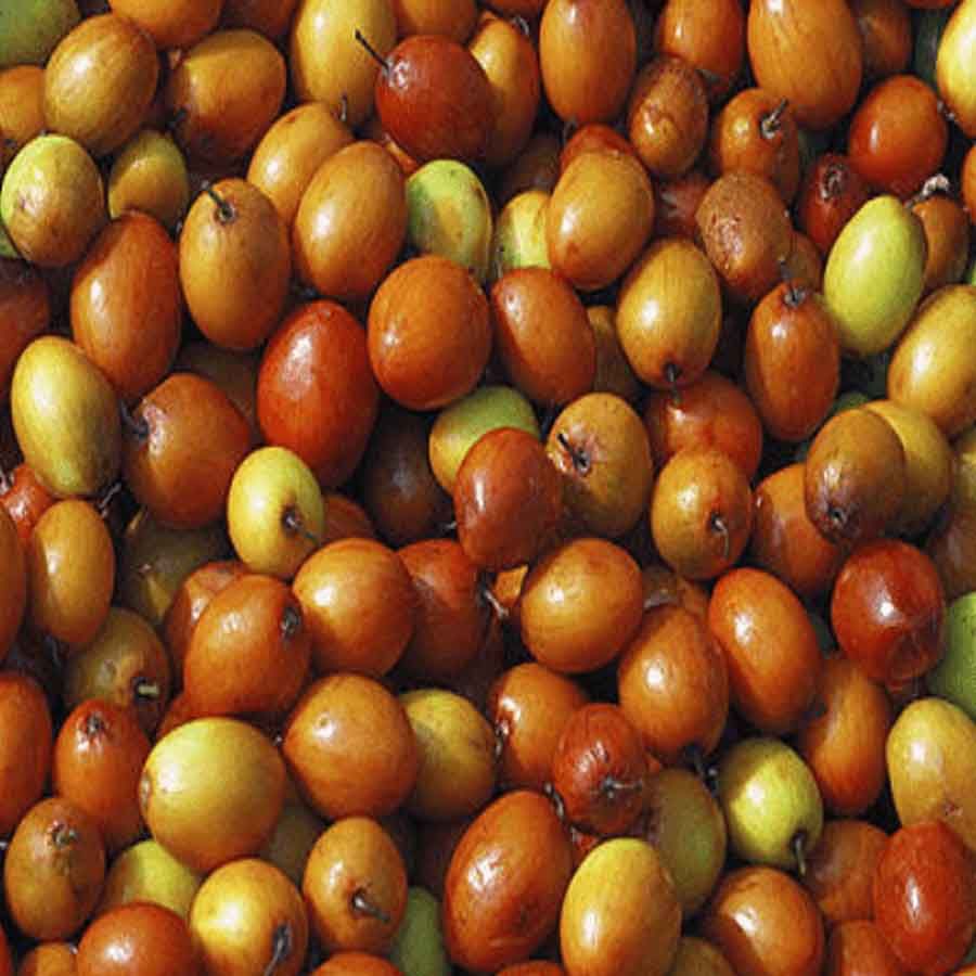 రేగు పండ్లు: రేగు పండ్లు తినడం వల్ల కూడా డయాబెటిస్ వ్యాధి ఉన్నవారికి ఎంతో మంచిది. ఇందులో క్యాలరీలతో పాటు గ్లైసెమిక్ సూచీ కూడా తక్కువగా ఉంటుంది. అందుకే వీటిని కూడా షుగర్ వ్యాధిఉన్నవారు ఎలాంటి సందేహం లేకుండా తినవచ్చు.