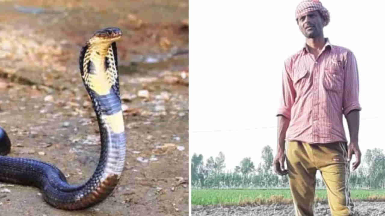 Snake Bite: అతడిని నీడలా వెంటాడుతోన్న కోడె నాగు.. ఏడునెలల్లో ఏడుసార్లు కాటేసింది..