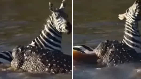 Viral Video: దాహం తీర్చుకోవడానికి వచ్చి మొసలి నోటికి చిక్కిన జీబ్రా.. ఆతర్వాత ఏమైందంటే.. నెట్టింట్లో వీడియో వైరల్..