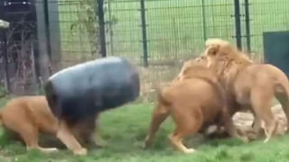 Viral Video: భార్యాభర్తల పంచాయితీ..! మంచం మీద సీన్ మామూలుగా లేదుగా.. వీడియో వైరల్