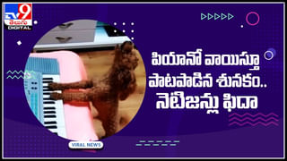 Cobra Video: నాగుపాము నడుం విరిగింది.. సిమెంట్‌ పట్టితో వైద్యం.. కానీ అసలు మేటర్ ఏంటంటే..?