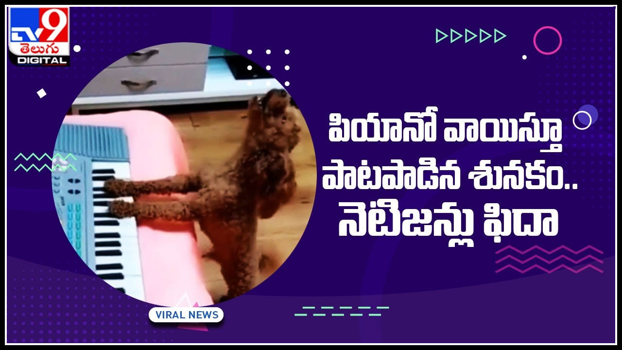 Dog singing Video: వావ్ వాట్ ఏ సింగింగ్ రెయ్.. పియానో వాయిస్తూ పాటపాడిన శునకం.. ఎవ్వరైనా ఫిదా అవ్వాల్సిందే..
