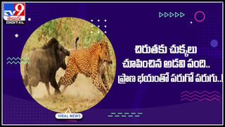 Viral: మొసలి-అడవిదున్న ఫైట్‌ ఎప్పుడైనా చూసారా..! ఒళ్లు గగుర్పొడిచే సీన్..