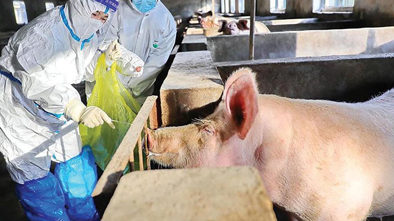African Swine Flu: భారత్‌లో ఆఫ్రికన్‌ స్వైన్‌ ఫ్లూ కలకలం.. 63 పందుల మృత్యువాత.. ఆ రాష్ట్రంలో అలర్ట్
