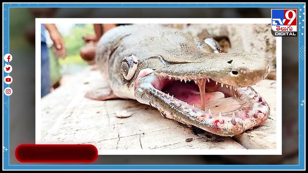 Alligator gar fish: వయమ్మో.. మొసలి లాంటి చేప..చుస్తే షాకే.. గుడ్లు విషంతో..