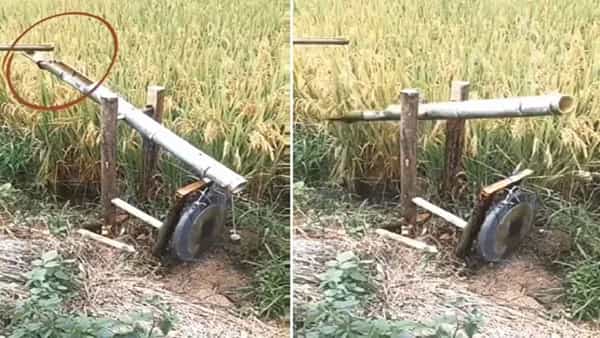 Viral Video: రైతన్నా.. నీ ఆలోచన అదుర్స్ అంటోన్న నెటిజన్లు.. ఎందుకో తెలిస్తే మీరు కూడా.. వైరలవుతోన్న వీడియో..