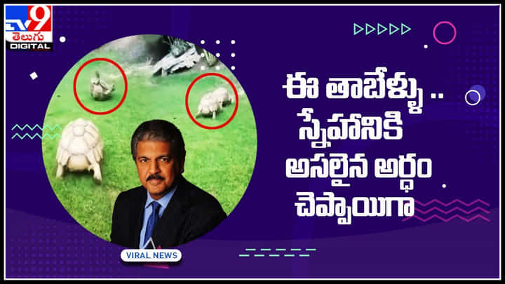 Tortoise: ఈ తాబేళ్ళు .. స్నేహానికి అసలైన అర్ధం చెప్పాయిగా .. ఆనంద్ మహీంద్రా ట్వీట్ వైరల్.. Tortoise: ఈ తాబేళ్ళు .. స్నేహానికి అసలైన అర్ధం చెప్పాయిగా .. ఆనంద్ మహీంద్రా ట్వీట్ వైరల్..