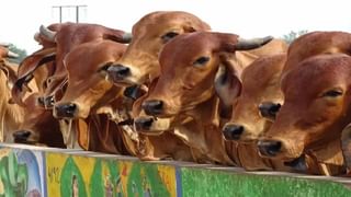 Business Idea: ఈ వ్యాపారం చేస్తే రోజుకు వేలల్లో సంపాదన.. పెట్టుబడి  కూడా చాలా తక్కువే..