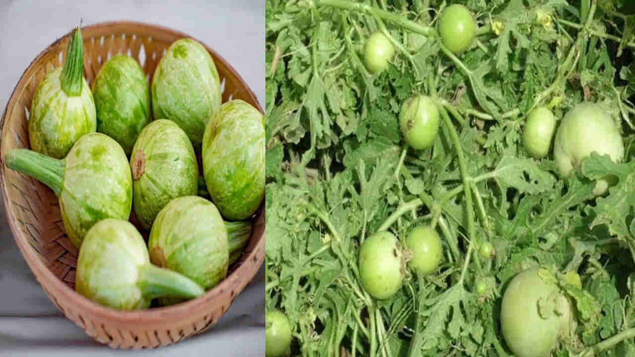 Tinda Benefits: చాలామందికి తెలియని కూరగాయ టిండా.. వేసవిలో షుగర్ పేషేంట్స్‌కు బెస్ట్ ఆహారం..