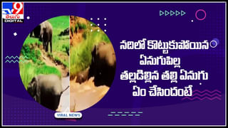 Tom and jerry: పిల్లికి అడ్డంగా దొరికిపోయిన ఎలుక.. ఏం చేసిందో చూడండి..! టామ్ అండ్ జెర్రీ కంటే ఫన్నీ వీడియో..