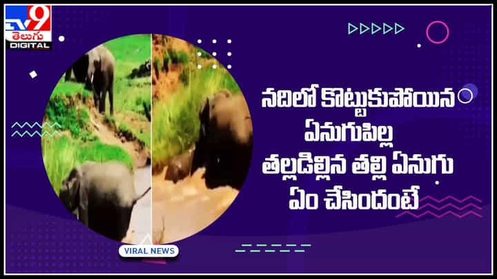 Elephant Viral video: అవును..! అమ్మ ప్రేమ ఇలానే ఉంటుంది.. మనుషులే కాదు ముగజీవులకు కూడా.. Elephant Viral video: అవును..! అమ్మ ప్రేమ ఇలానే ఉంటుంది.. మనుషులే కాదు ముగజీవులకు కూడా..