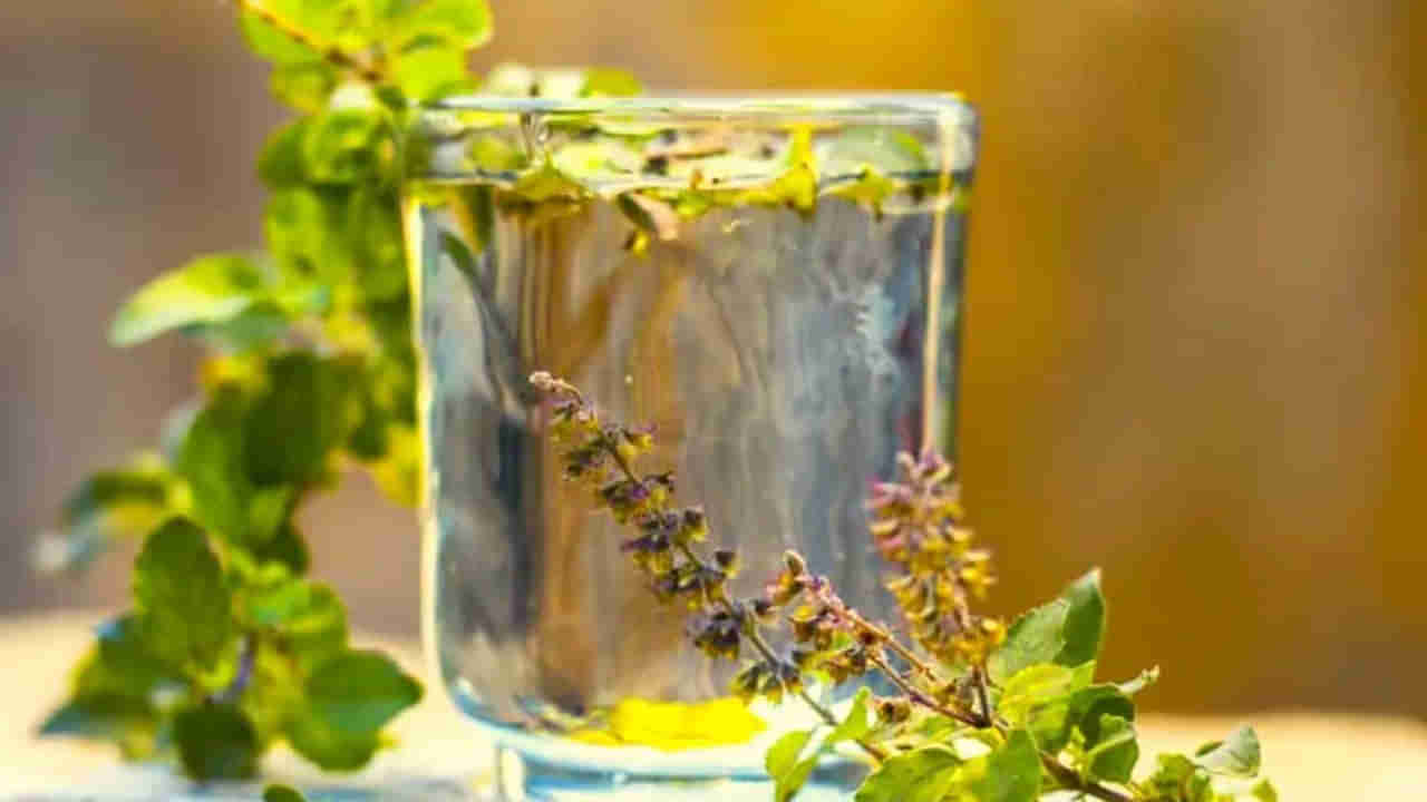 Basil water: తులసి నీరు అత్యంత పవిత్రం.. ఈ సమస్యలకి చక్కటి పరిష్కారం..!