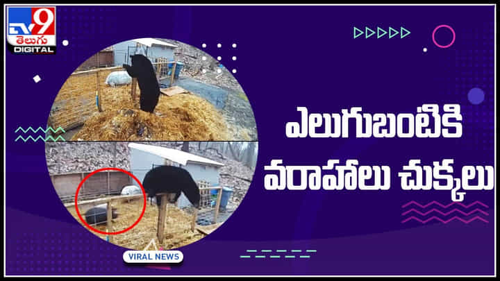 Pig vs Bear Video: పందుల కంచెలోకి ఎలుగుబంటి.. ఒక్కసారిగా మీద పడ్డ వరాహాలు. ఎలుగు ఎం తక్కువ మరి..! వీడియో వైరల్.. Pig vs Bear Video: పందుల కంచెలోకి ఎలుగుబంటి.. ఒక్కసారిగా మీద పడ్డ వరాహాలు. ఎలుగు ఎం తక్కువ మరి..! వీడియో వైరల్..