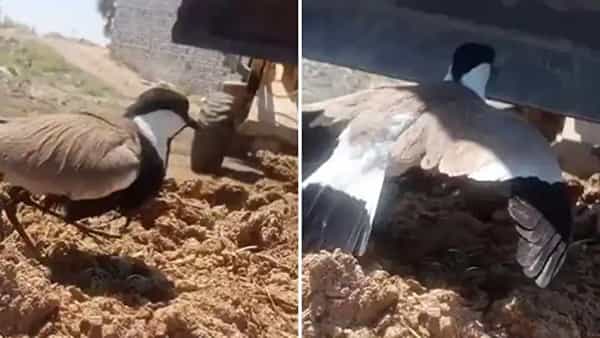 Viral Video: గుడ్లను కాపాడేందుకు తల్లి పక్షి అద్భుత పోరాటం.. గుండెలు పిండేస్తున్న షాకింగ్ వీడియో..!