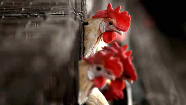 Bird Flu: బర్డ్ ఫ్లూ కలకలం.. అక్కడ చికెన్ తినడంపై ఆంక్షలు విధించిన వైద్యులు..