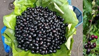 Fish Benefits: మీరు చేపలను తరచూగా తింటున్నారా..? అద్భుతమైన ఫలితాలు ఇవే..!