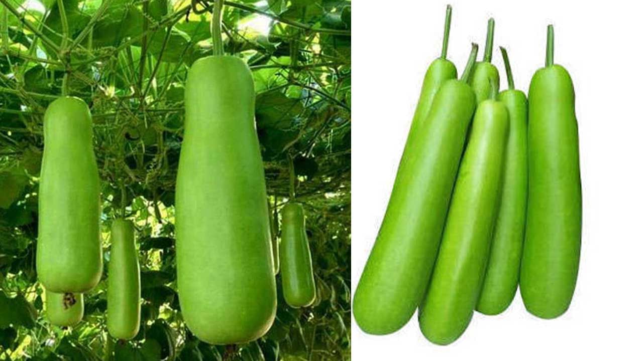 Bottle Gourd: సమ్మర్‌లో సొరకాయతో బోలెడన్ని ప్రయోజనాలు.. ఆ సమస్యలకు చెక్..