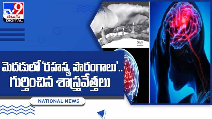 మెదడులో ‘రహస్య సొరంగాలు’ గుర్తించిన శాస్త్రవేత్తలు !! మెదడులో ‘రహస్య సొరంగాలు’ గుర్తించిన శాస్త్రవేత్తలు !!