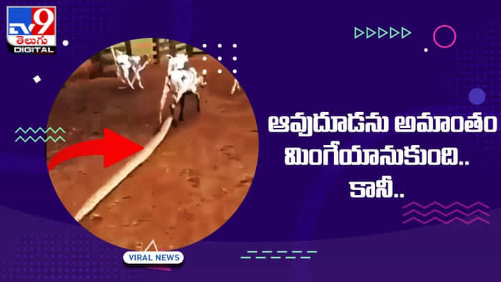 Viral Video: ఆవుదూడను అమాంతం మింగేయానుకుంది.. కానీ.. Viral Video: ఆవుదూడను అమాంతం మింగేయానుకుంది.. కానీ..