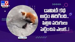 Viral Video: నాతోటి అట్లుంటది !! పాముకే షాకిచ్చిన కొంగ !!