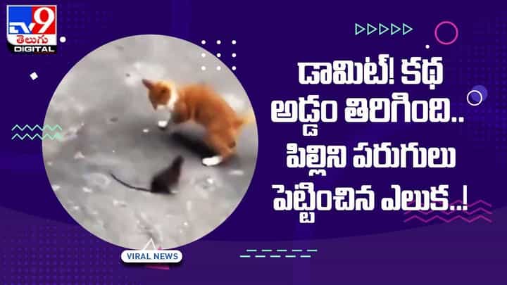 డామిట్! కథ అడ్డం తిరిగింది.. పిల్లిని పరుగులు పెట్టించిన ఎలుక..! డామిట్! కథ అడ్డం తిరిగింది.. పిల్లిని పరుగులు పెట్టించిన ఎలుక..!