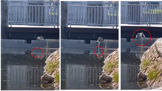 Viral Video: ట్రాలీ నుంచి కిందపడబోయాడు.. కానీ కారు డ్రైవర్ దేవుడిలా వచ్చాడు..!