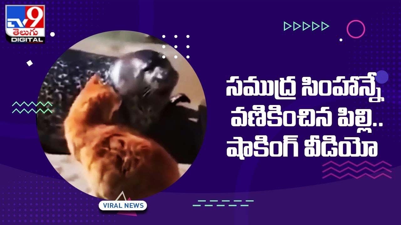 Viral Video: సముద్ర సింహాన్నే వణికించిన పిల్లి.. షాకింగ్ వీడియో