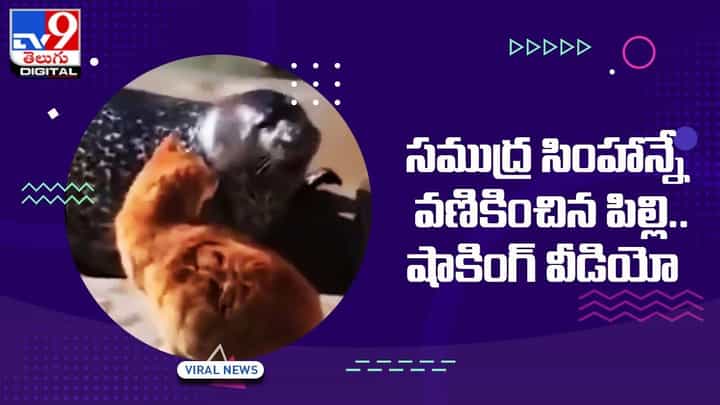 Viral Video: సముద్ర సింహాన్నే వణికించిన పిల్లి.. షాకింగ్ వీడియో Viral Video: సముద్ర సింహాన్నే వణికించిన పిల్లి.. షాకింగ్ వీడియో