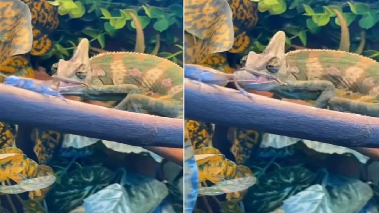Viral Video: Sketch Super .. Result Worst .. Chasing a worm .. Chameleon in  an unexpected accident .. | Chameleon hunt an insect but unfortunately he  fell down from the tree funny