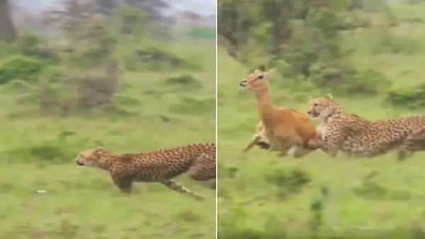 Viral Video: చిరుత వేగం ముందు ఎవ్వరైనా దిగదుడుపే.. వేట మామూలుగా లేదుగా..!