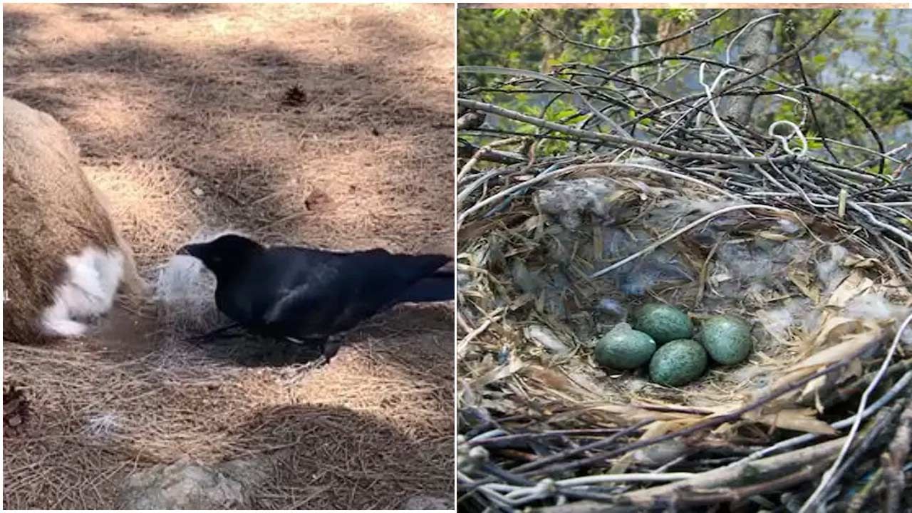 Viral Video: ఈ కాకి చాలా క్లెవర్.. ఒక్క ఐడియాతో దాని ఇంటినే మార్చేసింది.. ఏం చేసిందో తెలుసా..