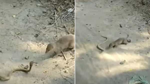 Viral Video: ముంగిసను గడగడలాడించిన నాగుపాము.. కానీ చివరకు ఊహించని ట్విస్ట్.. షాకింగ్ వీడియో