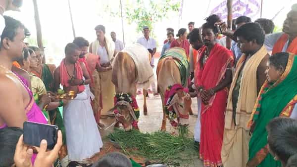 కన్నులపండువగా గోమాత కల్యాణోత్సవం... వేద మంత్రోచ్ఛరణల నడుమ ఘనంగా వేడుక