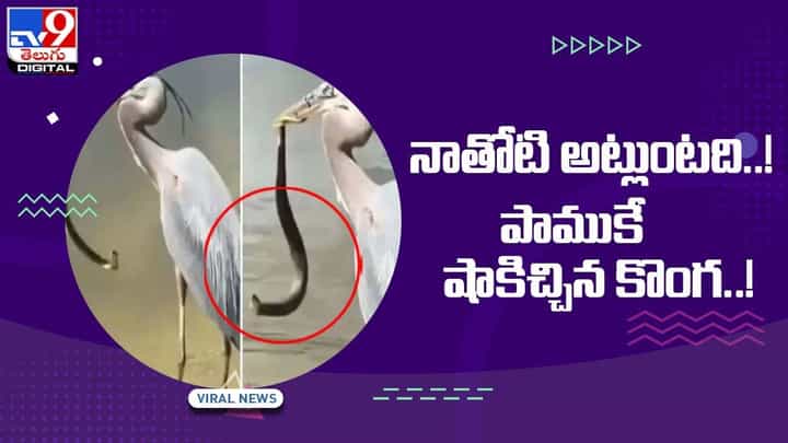 Viral Video: నాతోటి అట్లుంటది !! పాముకే షాకిచ్చిన కొంగ !! Viral Video: నాతోటి అట్లుంటది !! పాముకే షాకిచ్చిన కొంగ !!