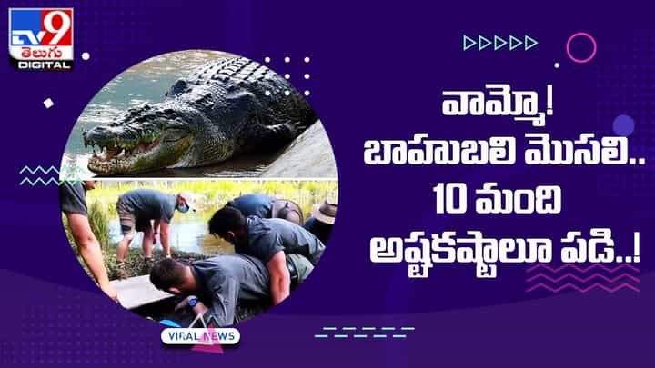 వామ్మో! బాహుబలి మొసలి !! 10 మంది అష్టకష్టాలూ పడి !! వామ్మో! బాహుబలి మొసలి !! 10 మంది అష్టకష్టాలూ పడి !!