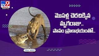 Funny Video: పాపం జాగ్వార్.. చాలా ట్రై చేసింది కానీ కుదరలేదు..!