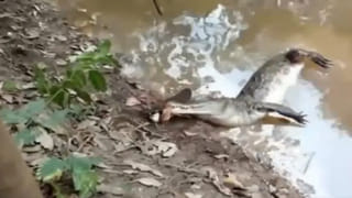 Viral Video: వారెవ్వా.. ఇలాంటి పిల్లి ఉండాల్సిందే.. చిన్నారి కోసం ఏం చేసిందో తెలిస్తే షాకవుతారు..