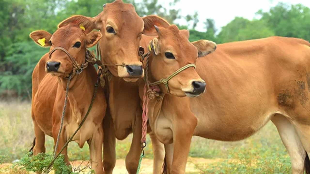 Dairy Farming: పశుపోషణకి పెద్దపీట వేస్తున్న కేంద్రం.. ఈ పథకం కింద రైతులకి ప్రత్యేక సబ్సిడీ..!