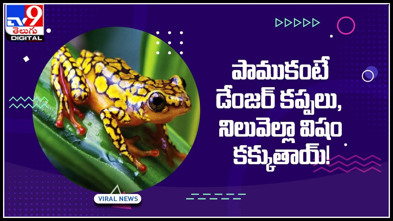 Danger frog: పాముకంటే డేంజర్‌ కప్పలు, ఒళ్లంతా రంగులు, ఒంటి నిండా విషం కక్కుతాయ్‌!