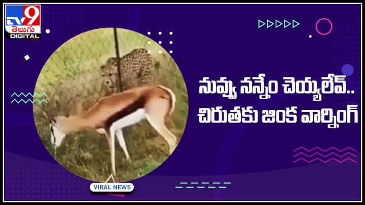 Viral Video: నువ్వు నన్నేం చెయ్యలేవురా..! చిరుతకు జింక వార్నింగ్.. వీడియో చుస్తే షాక్ అవ్వాల్సిందే..! Viral Video: నువ్వు నన్నేం చెయ్యలేవురా..! చిరుతకు జింక వార్నింగ్.. వీడియో చుస్తే షాక్ అవ్వాల్సిందే..!