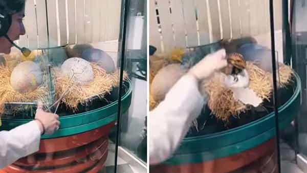 Viral Video: గుడ్డు నుంచి బయటికొచ్చిన డైనోసర్ పిల్ల.. సోషల్మీడియాలో వైరల్ అవుతున్న వీడియో..