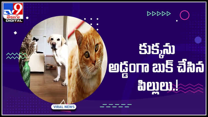 Cat and Dog Viral Vidoe: వామ్మో ఇవి మాములు పిల్లులు కాదు.. వీటి తెలివికి జోహార్లు.. కుక్కను అడ్డంగా బుక్ చేసిన పిల్లులు.! Cat and Dog Viral Vidoe: వామ్మో ఇవి మాములు పిల్లులు కాదు.. వీటి తెలివికి జోహార్లు.. కుక్కను అడ్డంగా బుక్ చేసిన పిల్లులు.!