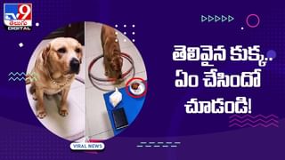 Viral Video: గొర్రెపిల్లను భయపెట్టాలని చూసిన కోడిపుంజు !! కోడిపుంజు గట్టి ఝలక్‌ ఇచ్చిన తల్లిగొర్రె