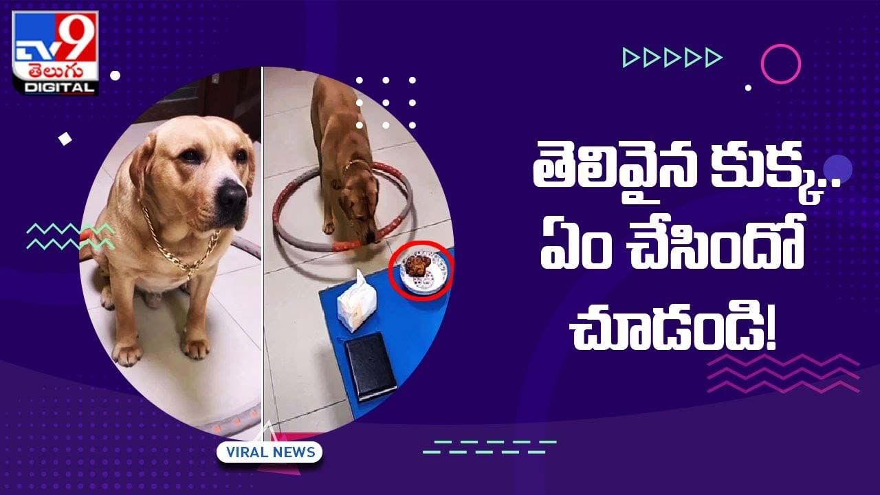 Viral Video: తెలివైన కుక్క ఏం చేసిందో చూడండి.. మనుషులనే మించిపోయిందంటున్న నెటిజనం Viral Video: తెలివైన కుక్క ఏం చేసిందో చూడండి.. మనుషులనే మించిపోయిందంటున్న నెటిజనం