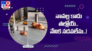 Viral Video: వామ్మో.. రెప్పపాటులో మొసలికి ఆహారం అయ్యేది.. షాకింగ్ వీడియో..